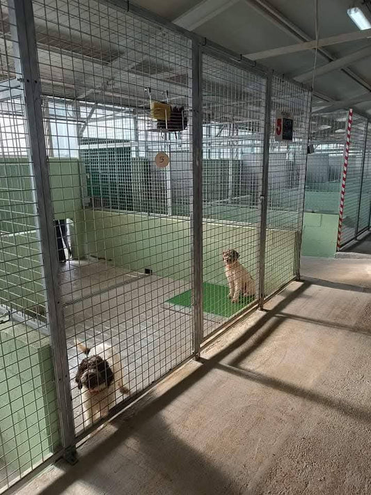 C-Cuscino ultraresistente 100x60 cm taglia L/M