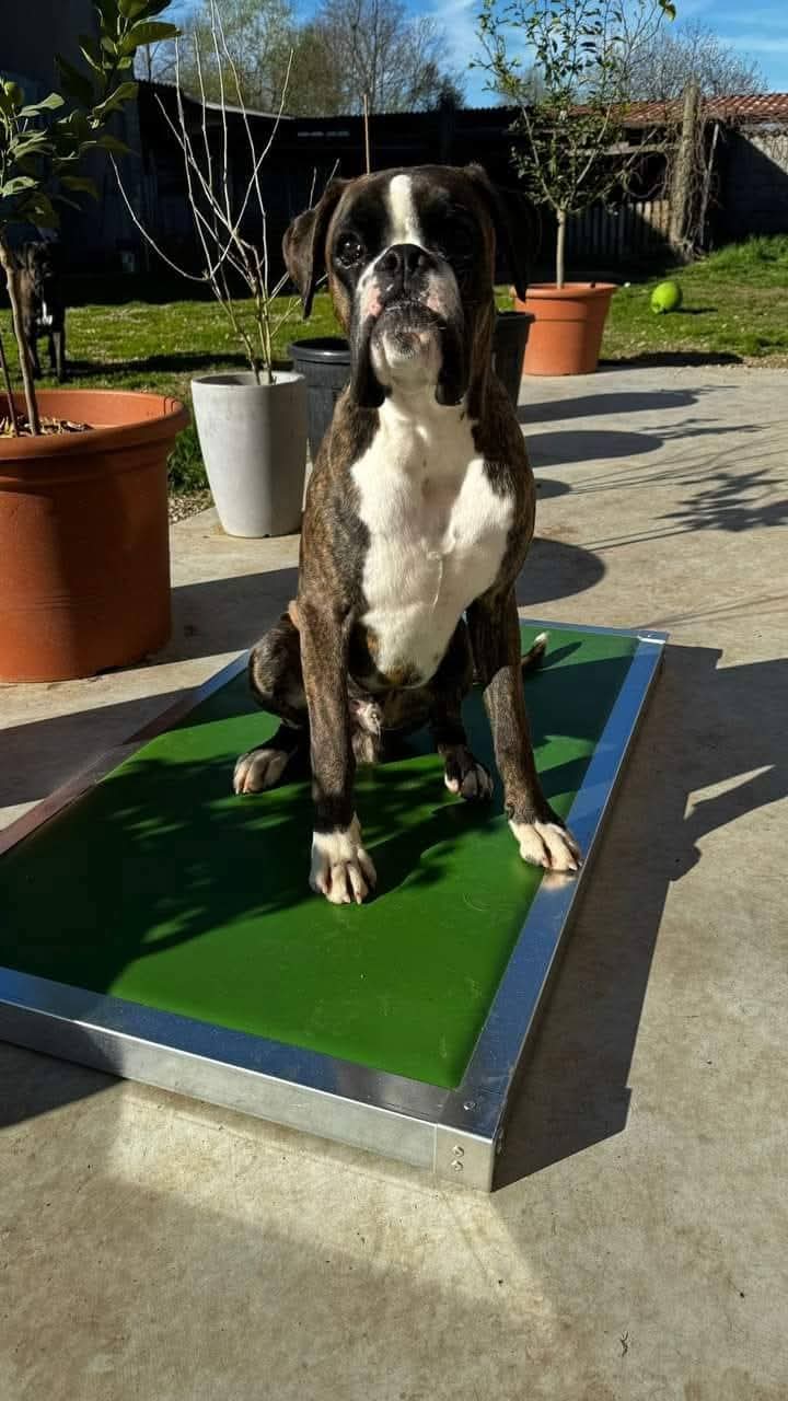 B- Cuscino ultraresistente 115x70 cm   taglia XL