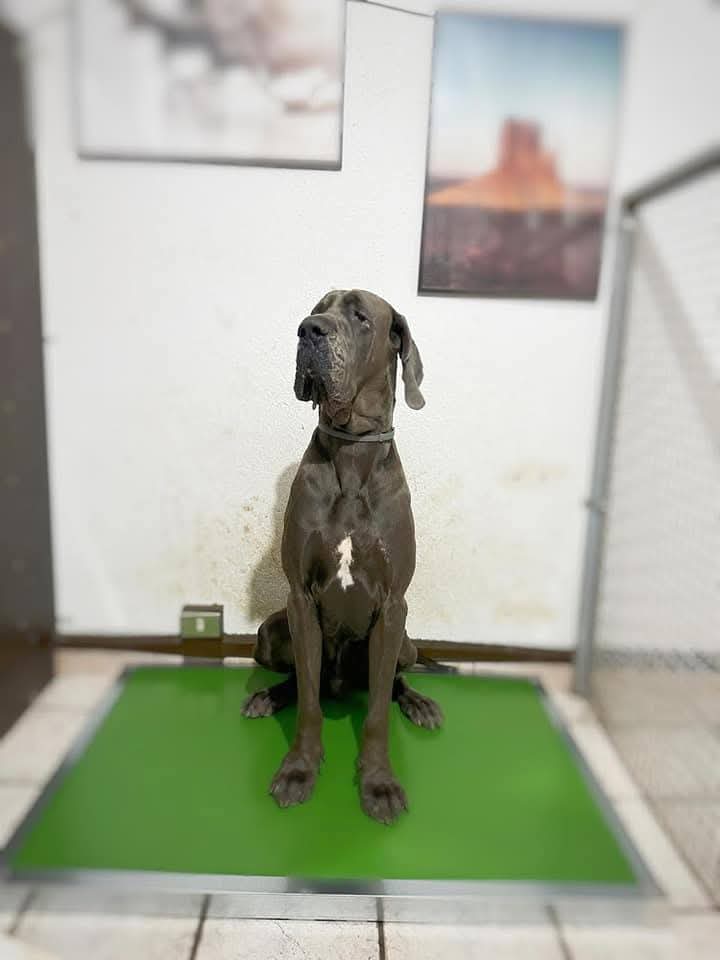 A-Cuscino ultraresistente 120x90 cm taglia XXL